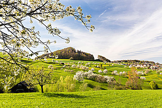 樱桃树,开花,牧场,春天,瑞士