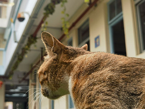 校园的猫撒泼打滚让人欢喜