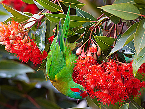 桉树,花,花蜜,霍巴特,塔斯马尼亚,澳大利亚