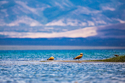 湖畔的沙洲小鸟