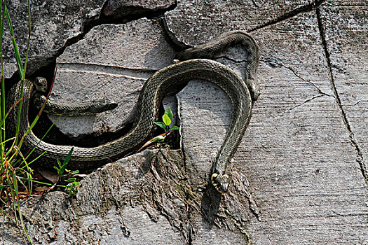 草蛇,游蛇,四个,雄性,求爱,大,雌性,巴拉顿湖,匈牙利,欧洲