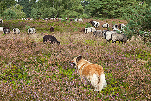 牧羊犬,石南,靠近,下萨克森,德国,欧洲