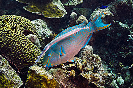 鹦嘴鱼,珊瑚,喇叭鱼,等待,博奈尔岛,荷属安的列斯,加勒比
