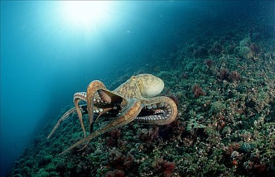 真蛸,礁石,伊斯特利亚,克罗地亚,侧面