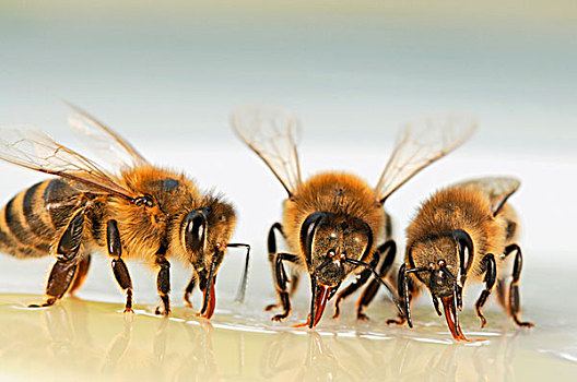 所有蜜蜂的图片大全图片