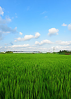 蓝天白云下的绿色稻田
