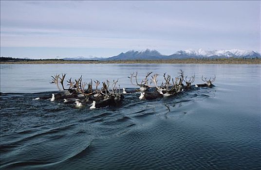 北美驯鹿,驯鹿属,西部,北极,牧群,游泳,河,迁徙,冬天,阿拉斯加