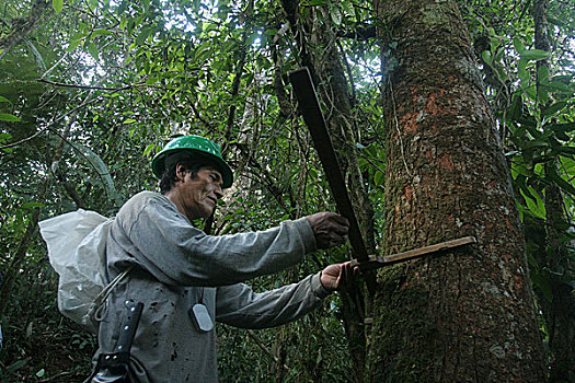 工作,测量,树林,八月,2008年