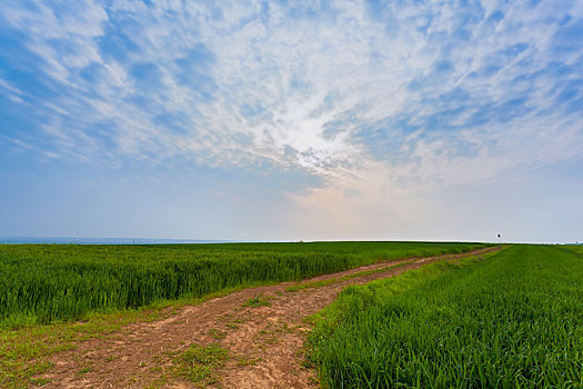 麦田,麦子