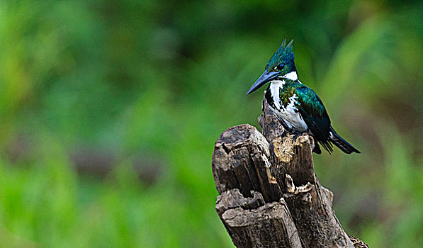 绿色,翠鸟,亚马逊盆地,秘鲁