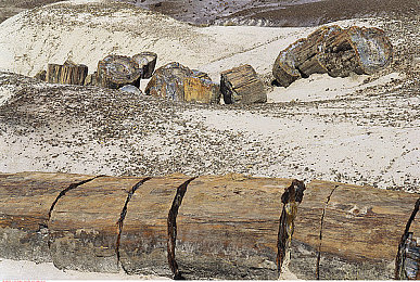 石化木图片