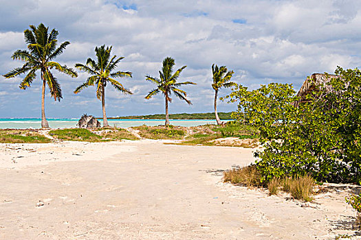 海滩,棕榈树,圣克拉拉,省,古巴,中美洲