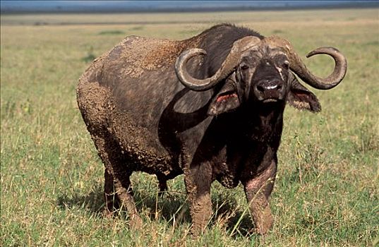 南非水牛,非洲水牛,公牛,禁猎区,肯尼亚