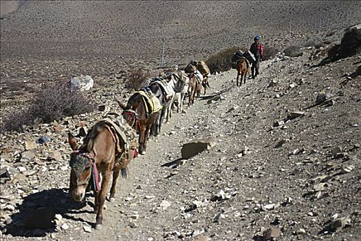 驴,走,排列,安娜普纳,喜马拉雅山,尼泊尔