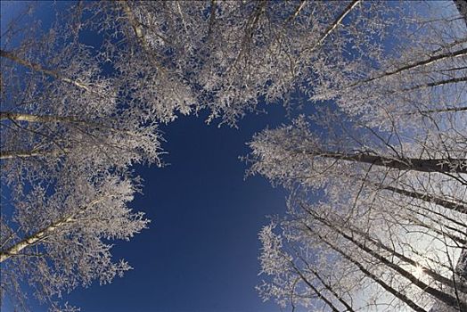 冬天,白杨,黄石国家公园,怀俄明