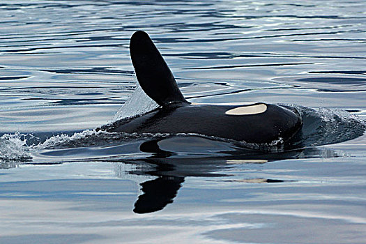 逆戟鲸,拍击,威廉王子湾,阿拉斯加