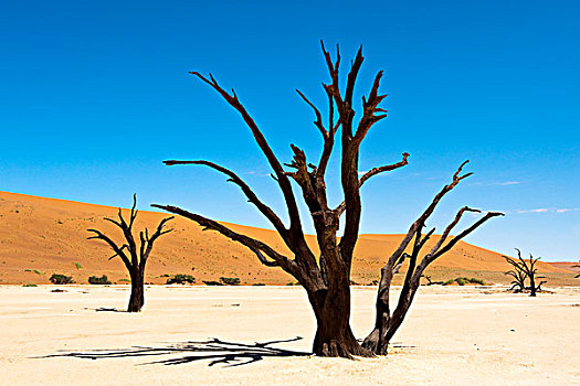 死,刺槐,树,索苏维来地区,纳克鲁福特公园,中心,纳米比沙漠,纳米比亚,非洲