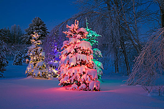 树,光亮,彩色,魁北克,加拿大