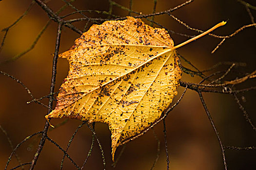 缅因,阿卡迪亚国家公园,金色,叶子,抓住,秃树,枝条