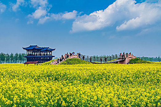 江苏省兴化市垛田油菜花自然生态景观