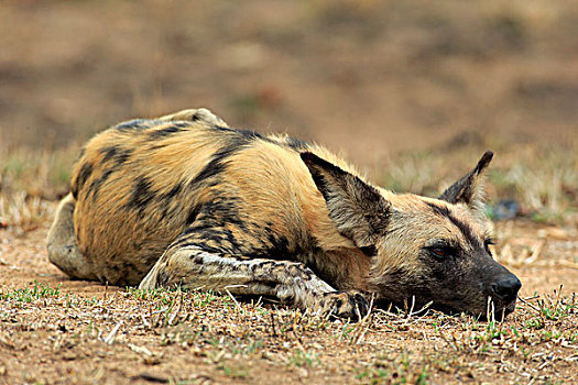 非洲野狗,非洲野犬属,成年,休息,克鲁格国家公园,南非,非洲