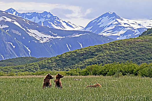 北美,美国,阿拉斯加,卡特麦国家公园,湾,棕熊