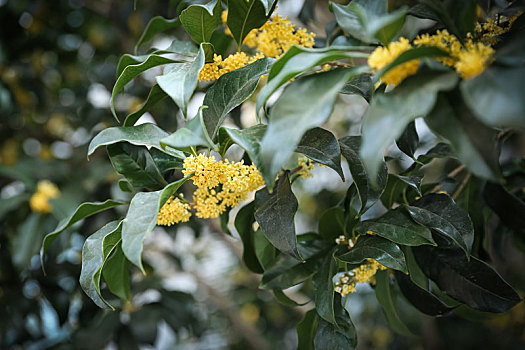 秋天公园里的桂花