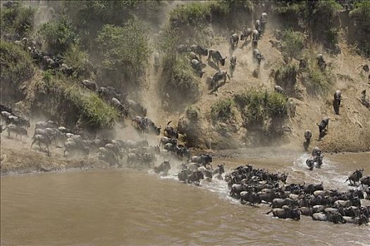 蓝角马,角马,马拉河,迁徙,马赛马拉国家保护区,肯尼亚