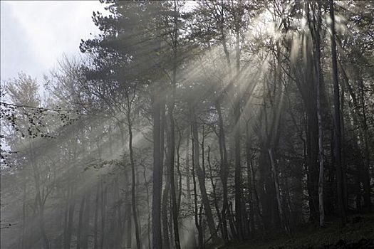 太阳,山毛榉,树林,雾,下奥地利州