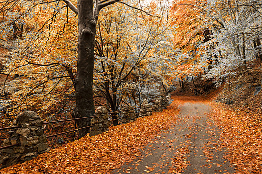 秋色,树林,秋季,彩色,自然,公园,草原