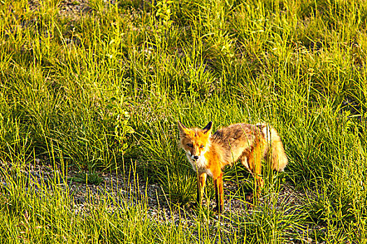 湖,国家野生动植物保护区,阿拉斯加,好奇,红狐
