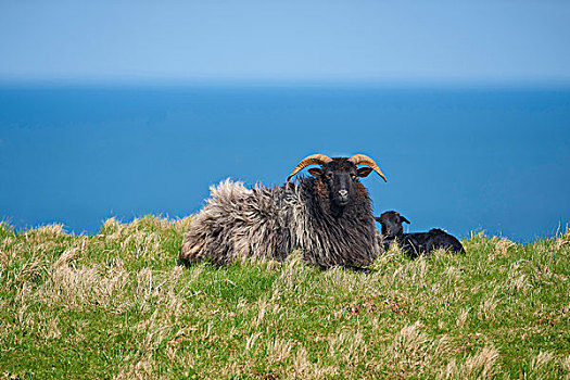 头像,绵羊,羊羔,春天,赫尔戈兰岛,德国