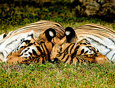 两个,虎,睡觉,草地,头部,接触