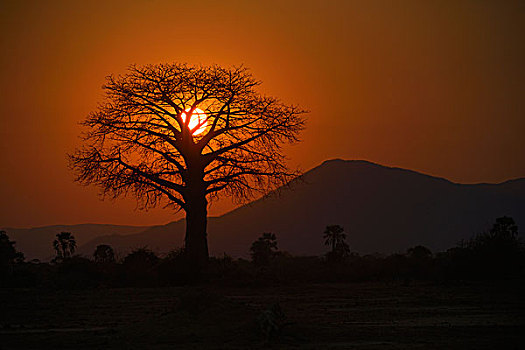 猴面包树,剪影,太阳,红色天空,山脉,后面,赞比西河下游国家公园,赞比亚,非洲