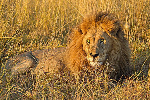 头像,非洲狮,狮子,卧,草,奥卡万戈三角洲,博茨瓦纳,非洲