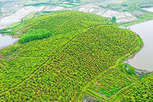 航拍河南信阳光山县司马光油茶园