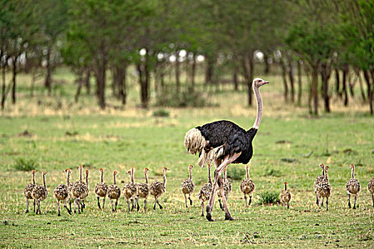 雄性,鸵鸟,成群,年轻,鸵鸟属,骆驼,塞伦盖蒂国家公园,坦桑尼亚