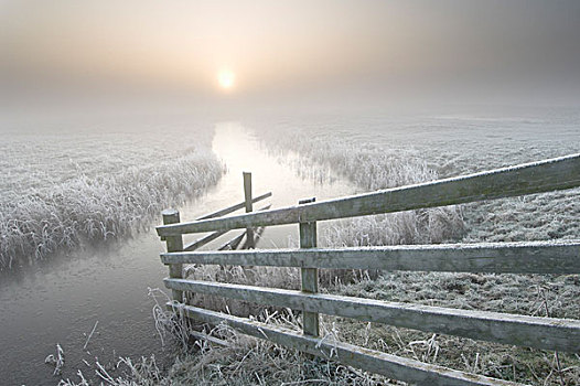 牛,栅栏,沟,霜,雾,日出,冬天,湿地,北方,英格兰,英国,欧洲