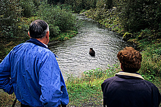 大灰熊,棕熊,注视,不列颠哥伦比亚省,加拿大