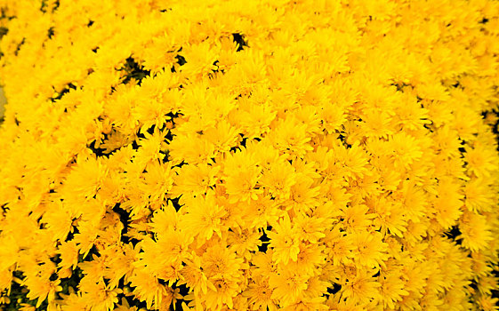 盛开的美丽黄色菊花