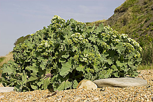 海洋,羽衣甘蓝,花,海滩,多西特,英格兰,英国,欧洲