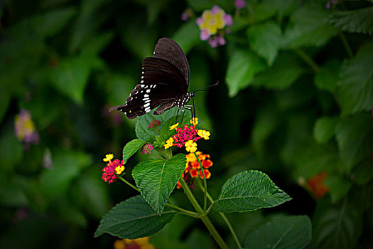 蝴蝶,花,蝶恋花,蝴蝶与五色花,五色梅