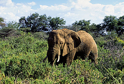 肯尼亚,大象,非洲象,走,灌木