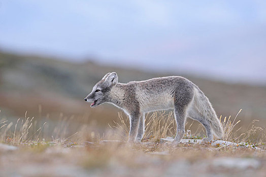 北极狐,狐属,幼兽,挪威,欧洲