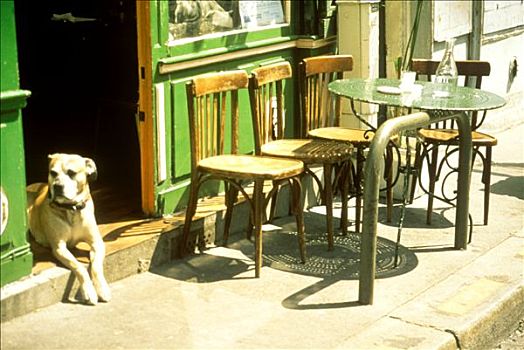 狗,放入,入口,咖啡,巴黎,法国