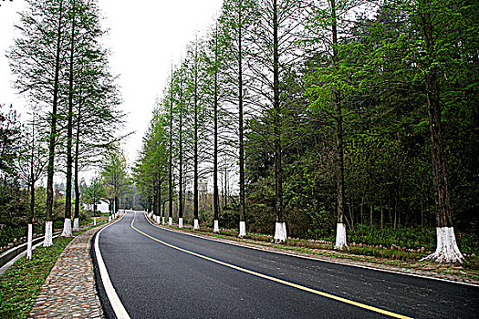 安徽黟縣三棵樹公路