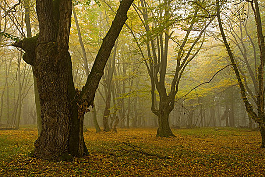 古老,木头,草场,山毛榉,树,雾气,自然,自然保护区,靠近,特兰西瓦尼亚,罗马尼亚,欧洲