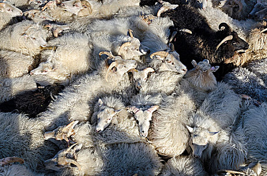 与众不同,白色,绵羊,羊群,靠近,南方,冰岛,欧洲