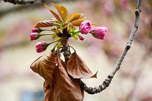 樱花