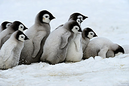 南极,威德尔海,雪丘岛,帝企鹅,幼禽,走,冰